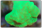 Neon Green Trumpet Coral - Cultured